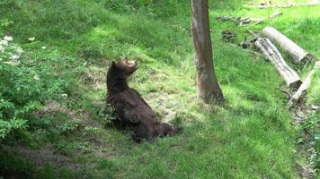 grande masculino oso acostado en en el bosque video