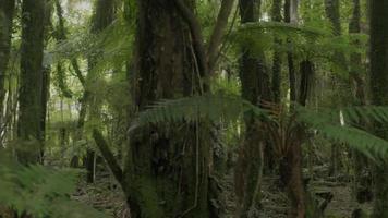 hermosa paisaje de natural verde arboles profundo dentro un bosque con Dom llamarada video