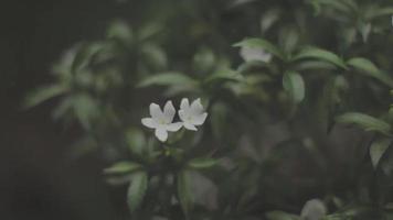 jasmijn bloemen bloeien in de mooi ochtend- video