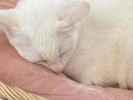 cat sleeping on the floor photo