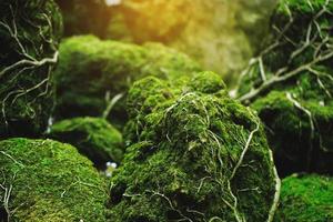 Beautiful Bright Green moss grown up cover the rough stones and on the floor in the forest. Show with macro view. Rocks full of the moss texture in nature for wallpaper. soft focus. photo