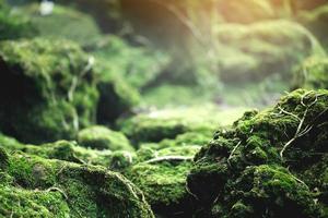 Beautiful Bright Green moss grown up cover the rough stones and on the floor in the forest. Show with macro view. Rocks full of the moss texture in nature for wallpaper. soft focus. photo