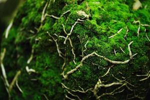 Beautiful Bright Green moss grown up cover the rough stones and on the floor in the forest. Show with macro view. Rocks full of the moss texture in nature for wallpaper. soft focus. photo