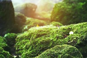 Beautiful Bright Green moss grown up cover the rough stones and on the floor in the forest. Show with macro view. Rocks full of the moss texture in nature for wallpaper. soft focus. photo