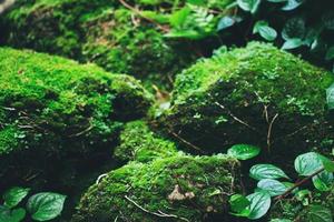 Beautiful Bright Green moss grown up cover the rough stones and on the floor in the forest. Show with macro view. Rocks full of the moss texture in nature for wallpaper. soft focus. photo