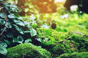 Beautiful Bright Green moss grown up cover the rough stones and on the floor in the forest. Show with macro view. Rocks full of the moss texture in nature for wallpaper. soft focus. photo