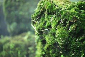 Beautiful Bright Green moss grown up cover the rough stones and on the floor in the forest. Show with macro view. Rocks full of the moss texture in nature for wallpaper. soft focus. photo