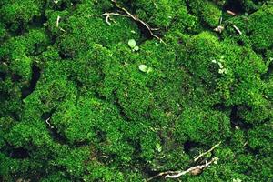 Beautiful Bright Green moss grown up cover the rough stones and on the floor in the forest. Show with macro view. Rocks full of the moss texture in nature for wallpaper. soft focus. photo