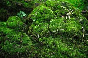 Beautiful Bright Green moss grown up cover the rough stones and on the floor in the forest. Show with macro view. Rocks full of the moss texture in nature for wallpaper. soft focus. photo