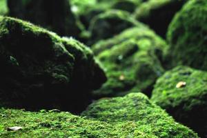 Beautiful Bright Green moss grown up cover the rough stones and on the floor in the forest. Show with macro view. Rocks full of the moss texture in nature for wallpaper. soft focus. photo