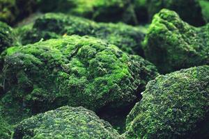 Beautiful Bright Green moss grown up cover the rough stones and on the floor in the forest. Show with macro view. Rocks full of the moss texture in nature for wallpaper. soft focus. photo