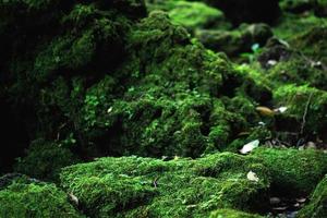 Beautiful Bright Green moss grown up cover the rough stones and on the floor in the forest. Show with macro view. Rocks full of the moss texture in nature for wallpaper. soft focus. photo
