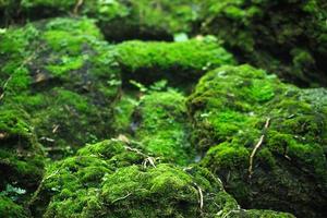 Beautiful Bright Green moss grown up cover the rough stones and on the floor in the forest. Show with macro view. Rocks full of the moss texture in nature for wallpaper. soft focus. photo