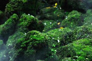 Beautiful Bright Green moss grown up cover the rough stones and on the floor in the forest. Show with macro view. Rocks full of the moss texture in nature for wallpaper. soft focus. photo