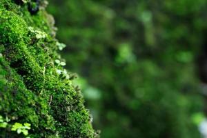 Beautiful Bright Green moss grown up cover the rough stones and on the floor in the forest. Show with macro view. Rocks full of the moss texture in nature for wallpaper. soft focus. photo