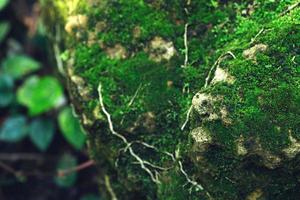 Beautiful Bright Green moss grown up cover the rough stones and on the floor in the forest. Show with macro view. Rocks full of the moss texture in nature for wallpaper. soft focus. photo