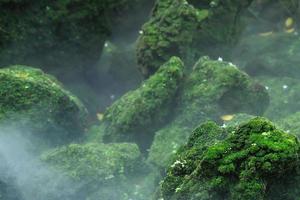 Beautiful Bright Green moss grown up cover the rough stones and on the floor in the forest. Show with macro view. Rocks full of the moss texture in nature for wallpaper. soft focus. photo