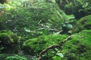 Beautiful Bright Green moss grown up cover the rough stones and on the floor in the forest. Show with macro view. Rocks full of the moss texture in nature for wallpaper. soft focus. photo