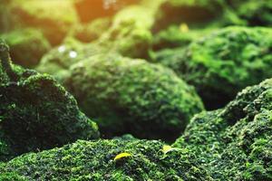 hermoso musgo verde brillante crecido cubre las piedras ásperas y en el suelo del bosque. mostrar con vista macro. rocas llenas de textura de musgo en la naturaleza para papel tapiz. enfoque suave. foto