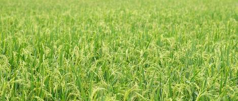green rice field background close up beautiful yellow rice fields soft focus photo