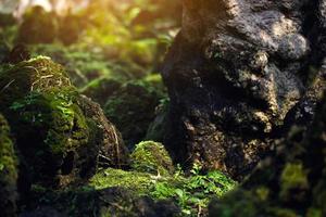 Beautiful Bright Green moss grown up cover the rough stones and on the floor in the forest. Show with macro view. Rocks full of the moss texture in nature for wallpaper. soft focus. photo