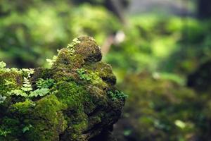 Beautiful Bright Green moss grown up cover the rough stones and on the floor in the forest. Show with macro view. Rocks full of the moss texture in nature for wallpaper. soft focus. photo