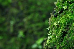 Beautiful Bright Green moss grown up cover the rough stones and on the floor in the forest. Show with macro view. Rocks full of the moss texture in nature for wallpaper. soft focus. photo
