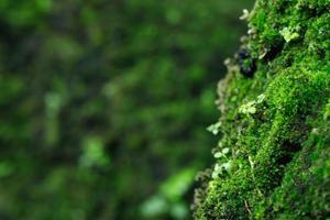 Beautiful Bright Green moss grown up cover the rough stones and on the floor in the forest. Show with macro view. Rocks full of the moss texture in nature for wallpaper. soft focus. photo