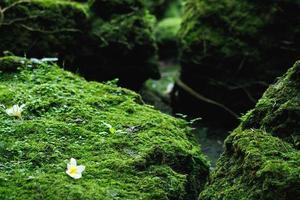 Beautiful Bright Green moss grown up cover the rough stones and on the floor in the forest. Show with macro view. Rocks full of the moss texture in nature for wallpaper. soft focus. photo