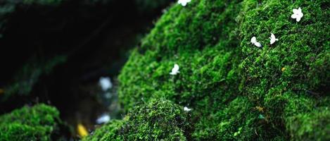 Beautiful Bright Green moss grown up cover the rough stones and on the floor in the forest. Show with macro view. Rocks full of the moss texture in nature for wallpaper. soft focus. photo