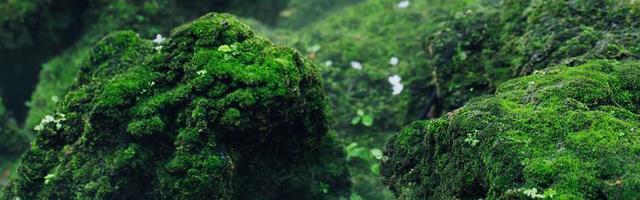 Beautiful Bright Green moss grown up cover the rough stones and on the floor in the forest. Show with macro view. Rocks full of the moss texture in nature for wallpaper. soft focus. photo