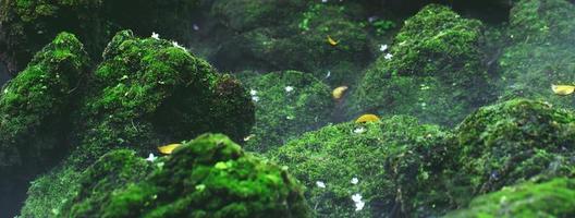 Beautiful Bright Green moss grown up cover the rough stones and on the floor in the forest. Show with macro view. Rocks full of the moss texture in nature for wallpaper. soft focus. photo