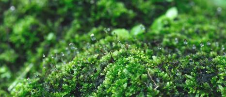 Beautiful Bright Green moss grown up cover the rough stones and on the floor in the forest. Show with macro view. Rocks full of the moss texture in nature for wallpaper. soft focus. photo