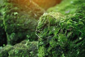 Beautiful Bright Green moss grown up cover the rough stones and on the floor in the forest. Show with macro view. Rocks full of the moss texture in nature for wallpaper. soft focus. photo