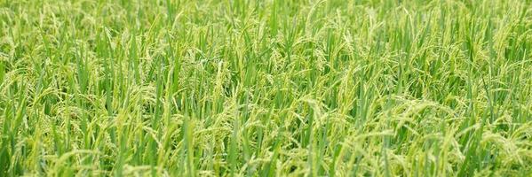 green rice field background close up beautiful yellow rice fields soft focus photo