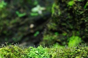 Beautiful Bright Green moss grown up cover the rough stones and on the floor in the forest. Show with macro view. Rocks full of the moss texture in nature for wallpaper. soft focus. photo