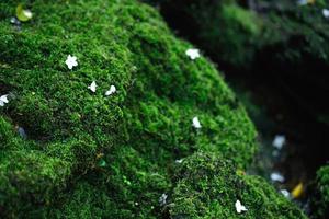 Beautiful Bright Green moss grown up cover the rough stones and on the floor in the forest. Show with macro view. Rocks full of the moss texture in nature for wallpaper. soft focus. photo