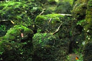 Beautiful Bright Green moss grown up cover the rough stones and on the floor in the forest. Show with macro view. Rocks full of the moss texture in nature for wallpaper. soft focus. photo