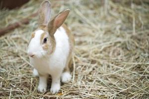 A cute white and brown striped rabbit is at the farm. photo