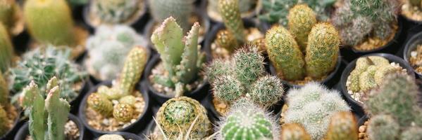 Cactus varieties are thorny and beautiful At the ornamental plant shop photo