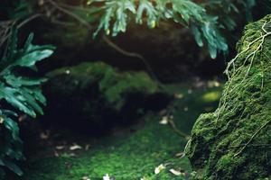 Beautiful Bright Green moss grown up cover the rough stones and on the floor in the forest. Show with macro view. Rocks full of the moss texture in nature for wallpaper. soft focus. photo