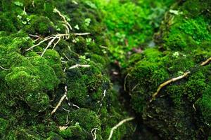 Beautiful Bright Green moss grown up cover the rough stones and on the floor in the forest. Show with macro view. Rocks full of the moss texture in nature for wallpaper. soft focus. photo