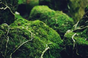 Beautiful Bright Green moss grown up cover the rough stones and on the floor in the forest. Show with macro view. Rocks full of the moss texture in nature for wallpaper. soft focus. photo