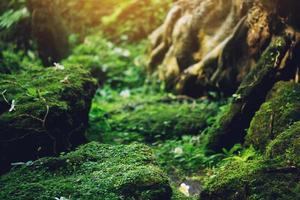 Beautiful Bright Green moss grown up cover the rough stones and on the floor in the forest. Show with macro view. Rocks full of the moss texture in nature for wallpaper. soft focus. photo