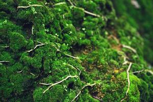 Beautiful Bright Green moss grown up cover the rough stones and on the floor in the forest. Show with macro view. Rocks full of the moss texture in nature for wallpaper. soft focus. photo