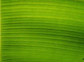 abstract background texture close up banana leaf photo