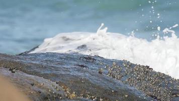 pequeno caranguejos rastejar ao longo a rochoso costa. mar ondas respingo dentro a fundo video