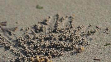 krab maakt ballen van zand Aan de strand naar de geluid van de zee video