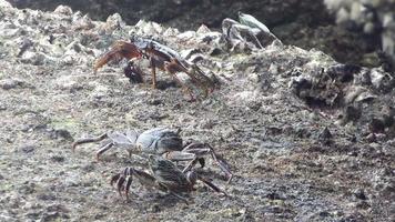 Crabs on a stone on the coast, close up. Crabs in Asia. Tropical crab video