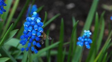insecten bestuiven planten. een bij vliegt door een blauw muscari bloem, langzaam beweging video